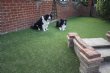 Garden using Artificial Grass